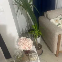 نیازمند نظافت چی خانم