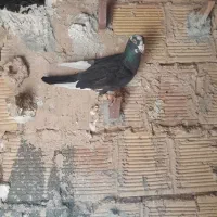 سه عدد کفتر پرشی خوشتیپ