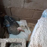 بوقلمون کرچ