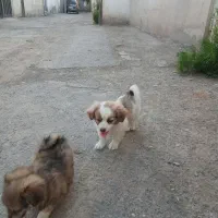 توله پشمالو شیتزو