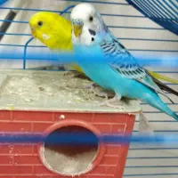 یک جفت مرغ عشق مولد