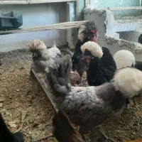 مرغ و خروس لهستانی بالغ به شرط تخم و نطفه