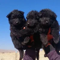 سگ شولاین