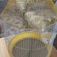 قفس بزرگ