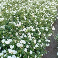 سفیذ|گل و گیاه طبیعی|شهر ری, بازار گل خاوران|دیوار