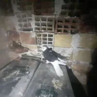 کبوتر معاوضه با عروس هلندی یا مینا