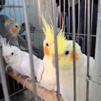 تعدادی عرو هلندی مولد و فنج