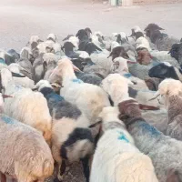 گوسفند جوان داشت میش دوبهر  یک دست
