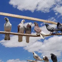 کفتر|پرنده|سلماس, |دیوار