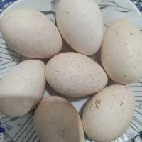 تخم بوقلمون تازه و نطفه دار ۸۰ت