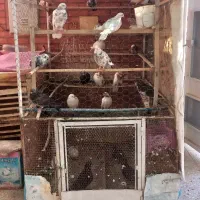 قفس بزرگ وقشنگ