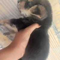 توله نر ژرمن ورک لاین اصل