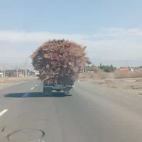 جارو. محلی. شهرداری