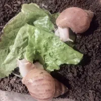 دوعدد حلزون آلبینو