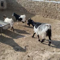 بز و بزغاله