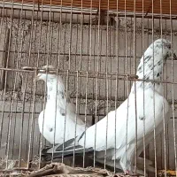 کبوتر کله دم سبز نر ماده جزی پرشی