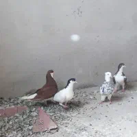 کفتر خوشرنگ و طوقی