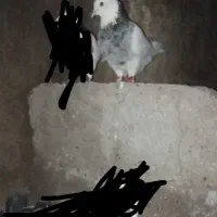 کبوتر