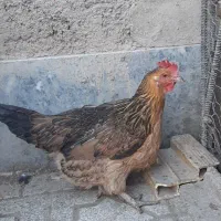 مرغ محلی اصل