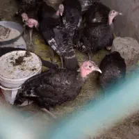 بوقلمون