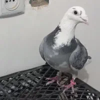 کبوتر صید|پرنده|نیشابور, مازول|دیوار