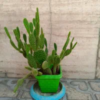گل و گیاه