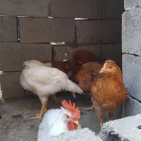 خروس