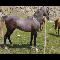 اسب نریان