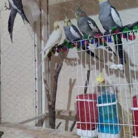 3جفت عروس پاریس