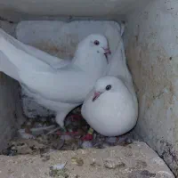 کبوتر ارزان به دلیل نداشتن مکان