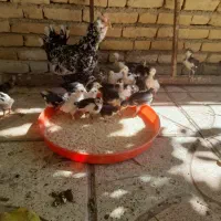 جوجه بومی یک ماهه