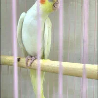 عروس هلندی گم شده