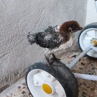 جوجه