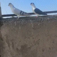 کبوتر