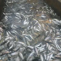 فروش ماهی قزل آلا از ۲۰۰گرم تا ۴۵۰گرم