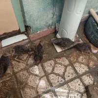 بوقلمون برنز ۵۰روزه