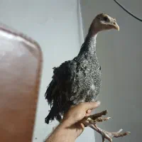 فروش جوجه بوقلمون برنز و بربون سینه پهن واکسن شده