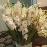 گل گلایل