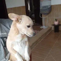 سگ نر|سگ|بم, |دیوار