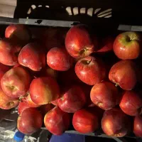 سیب قرمز درجه یک تازه چین
