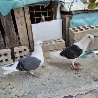 کوت‌عبدالله