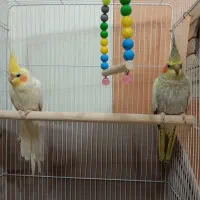 عروس هلندی
