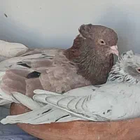 کبوتر کرز و ثمن