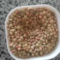 عدس دیم