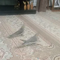 جوجه عروس هلندی