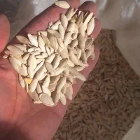 تخم کدو|خوردنی و آشامیدنی|بهار, |دیوار