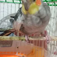 پرنده