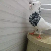 کفتر طوقی، کله، ساده کبوتر