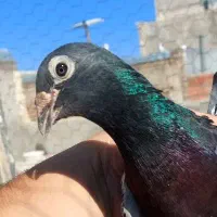 جان آردن خالص سیلور