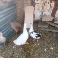 دوتا اردک نر ماده تخم میزارن
